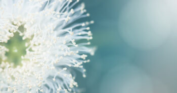 White flower pollen macro shot